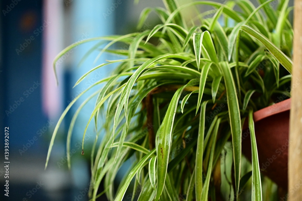 Captured in soft daylight, the spider plant's wet leaves intertwine gracefully, each blade glistening as raindrops gather on the surface. A quiet moment of rain-soaked growth.