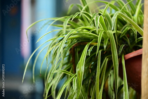 Obraz na płótnie Captured in soft daylight, the spider plant's wet leaves intertwine gracefully, each blade glistening as raindrops gather on the surface. A quiet moment of rain-soaked growth. w salonie