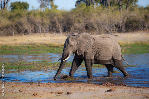 Photography A group of elephant families go to the water's edge for a drink - African elephants standing near lake in Moremi game reserve, Botswana