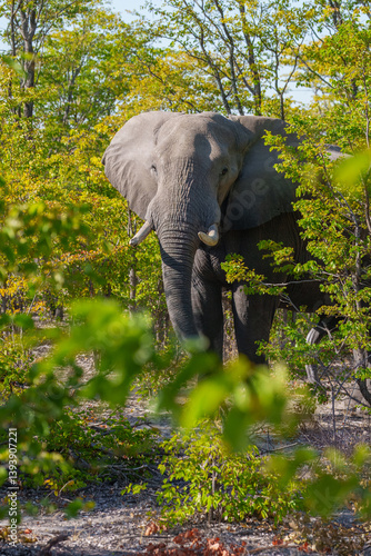 Sticker Elephants in Moremi game reserve Africa, Family of Elephants , Elephants taking a bath in a water pool with mud, eating green grass