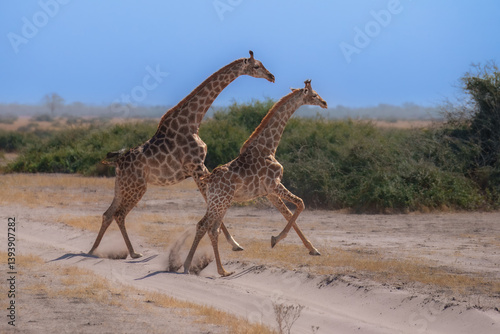Photography Group of giraffes walking through the valley, Chobe National Park, Botswana