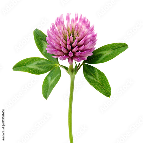 pink dahlia isolated on white background
