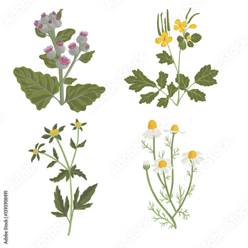 three-lobe beggarticks, greater celandine, wooly burdock and chamomile, wild flower, vector drawing medicial plants at white background, hand drawn botanical illustration