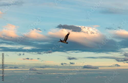 Pelican flying during migration. Bird flying in sky. Birds migration. Pelican bird. Migration of migratory birds. Migrating pelican flying in the sunset sky. Pelican with wide wings. Fauna and nature