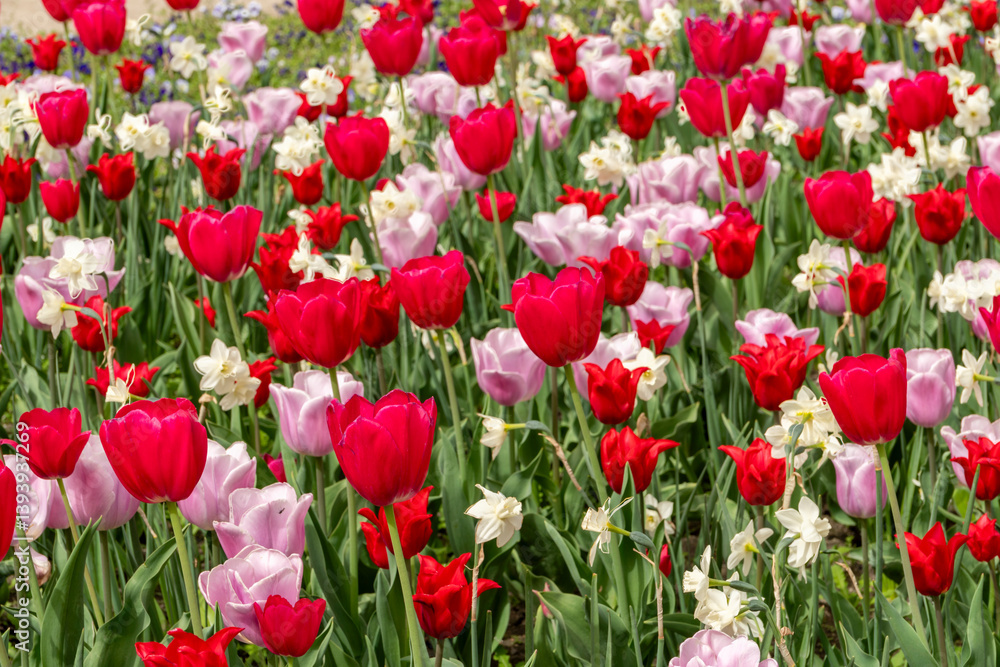 Colorful tulips blooming during spring time in a public park. Floral background and wallpaper. Colorful tulips blooming during spring time in a public park. Floral background and wallpaper.
