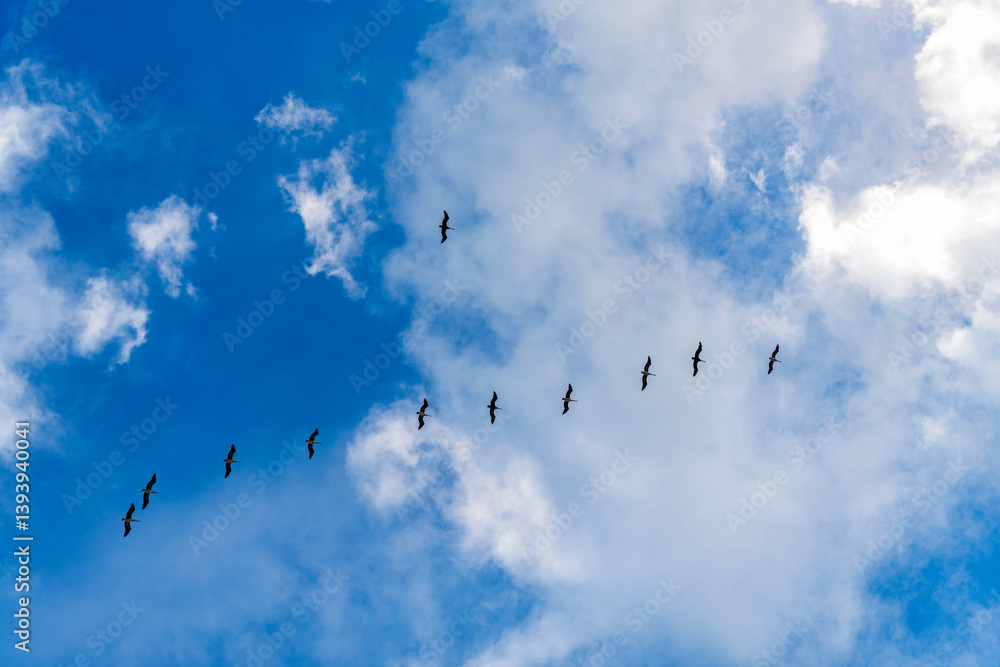 Pelican flying in sky. Flock of birds. Fauna and nature. Pelican flying during migration. Bird flying in formation. Birds migration. Flock of pelican bird. Migration of migratory birds Pelican flying in sky. Flock of birds. Fauna and nature. Pelican flying during migration. Bird flying in formation. Birds migration. Flock of pelican bird. Migration of migratory birds