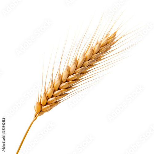 ear of wheat