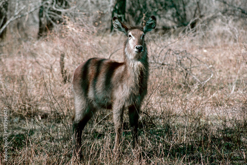 Canvas Print young waterbuck