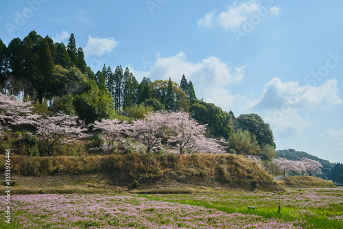 桜が咲く春の美しい風景