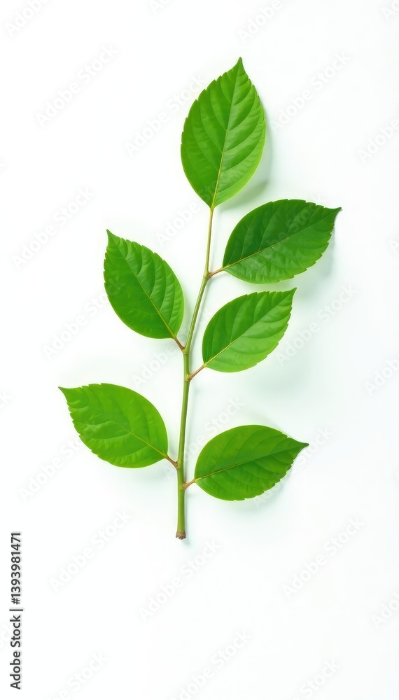 A single branch with leaves isolated on a white background, organic, negative space A single branch with leaves isolated on a white background, organic, negative space