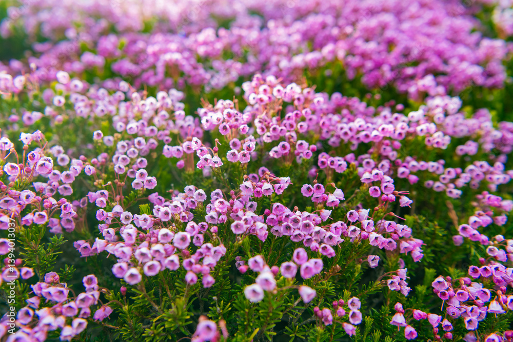 Mountain heather blossom. Pink mountain heather meadow flower. Meadow with wildflower of mountain heather flower in nature. Summer nature. Flowering plant. Flower of phyllodoce empetriformis