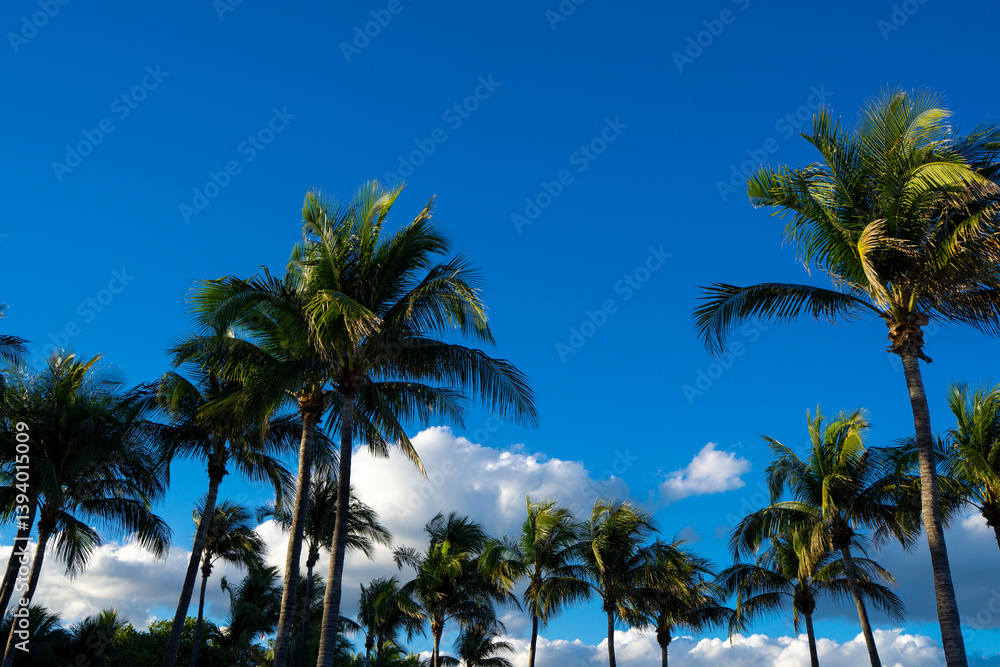 Fototapeta premium Tropical palm pattern. Nature tropical landscape. Summer coast view. Green palm tree on blue sky. Tropical paradise. Exotic background. Palm landscape. Tropics palm tree texture. Summer palms trees.