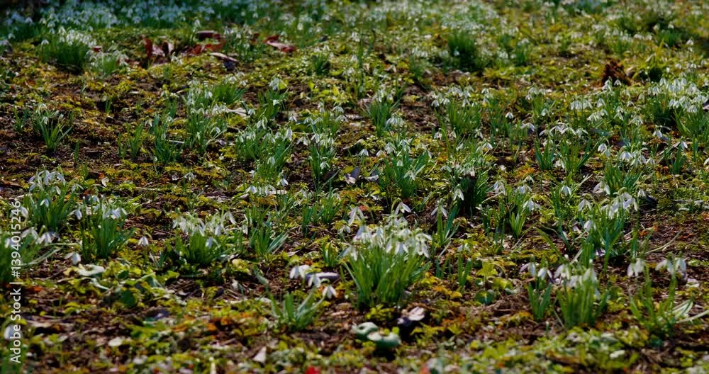Field of early snowdrops blooming in the garden. Many flowers and nature in spring. Slow motion video in 4k Field of early snowdrops blooming in the garden. Many flowers and nature in spring. Slow motion video in 4k