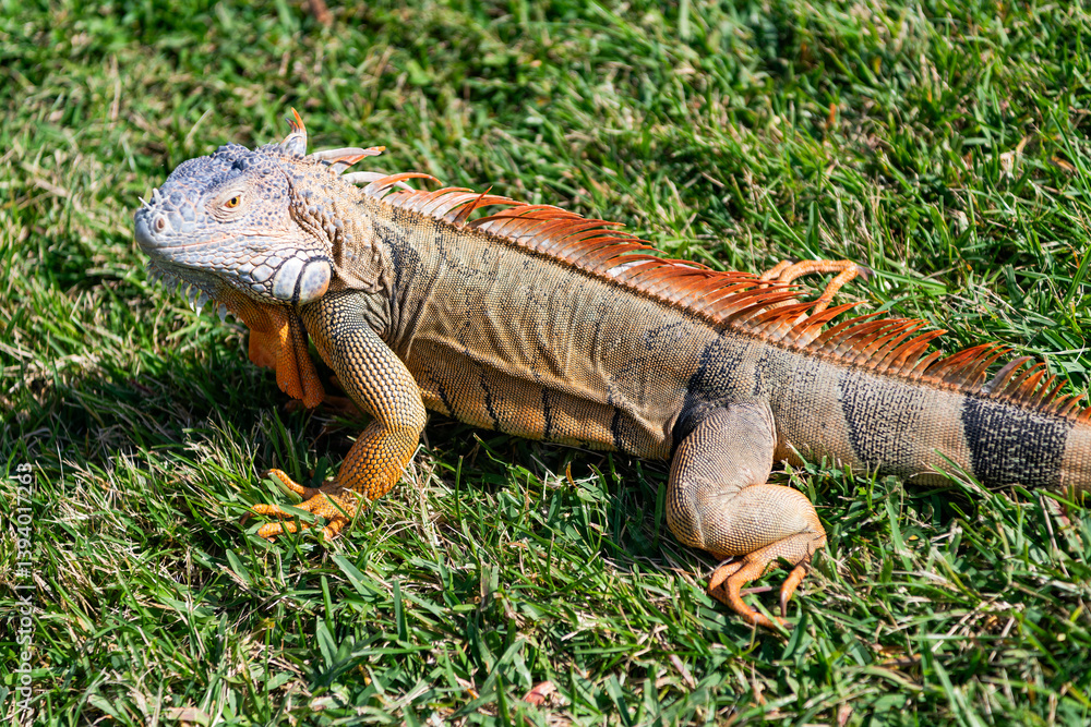 Wildlife zoo in jungle. Iguana lizard on grass. American iguana herbivorous lizard. Exotic iguana reptile. Exotic reptile animal. Wildlife fauna. Reptile animal in nature. Sunbathing iguana Wildlife zoo in jungle. Iguana lizard on grass. American iguana herbivorous lizard. Exotic iguana reptile. Exotic reptile animal. Wildlife fauna. Reptile animal in nature. Sunbathing iguana