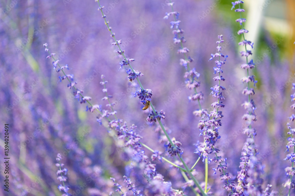 Obraz premium Field of lavender. Lavender flower in summer. France Provence field. Purple lavender bloom in nature. Composition of nature. Summer blooming flower. Blooming flower field. Summer nature