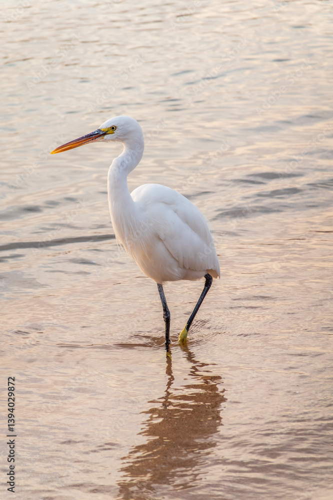 Great egret (Ardea alba), a medium-sized white heron fishing on the sea beach Great egret (Ardea alba), a medium-sized white heron fishing on the sea beach