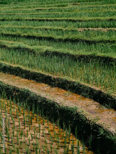 Terraced Paddy Fields in Lush Green Landscape
