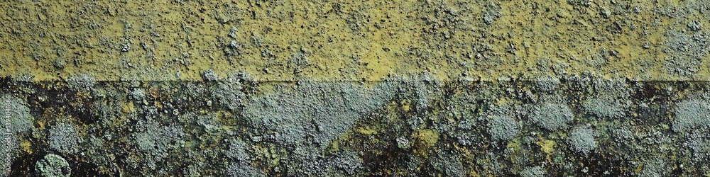 Green abstract grunge background. Moss and lichen on a concrete wall. Stone texture with moss background for your design. Green grunge banner. Copy space for your text.

