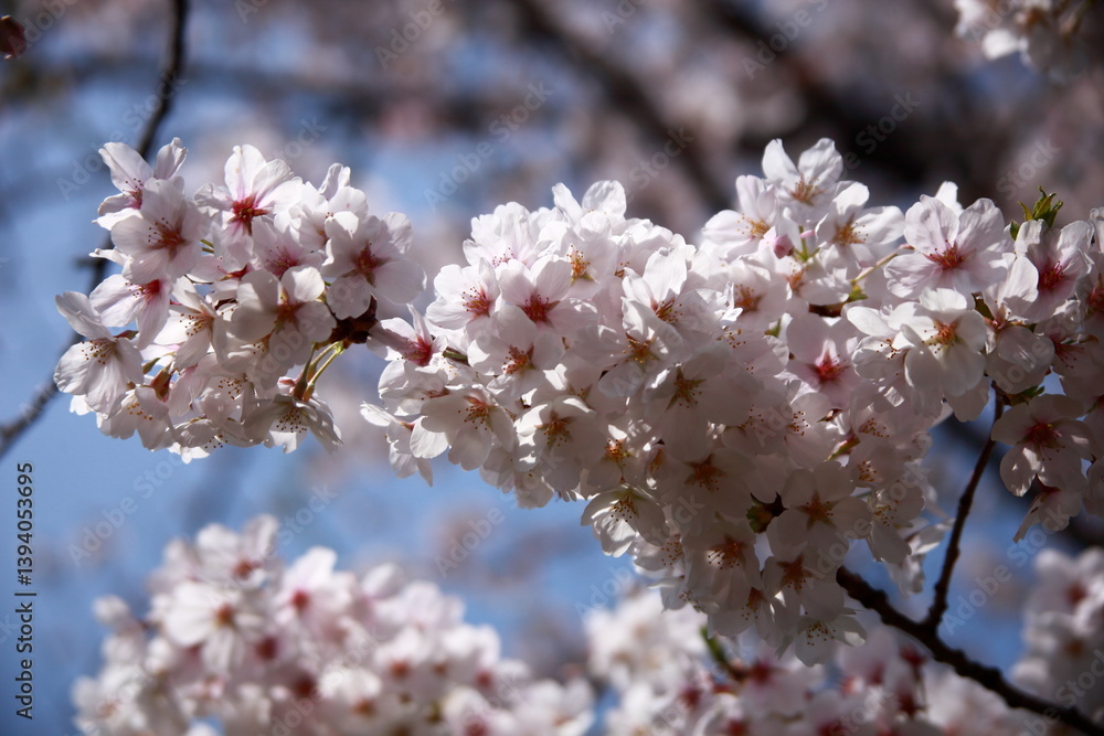 Obraz premium 満開の桜 ふわふわ