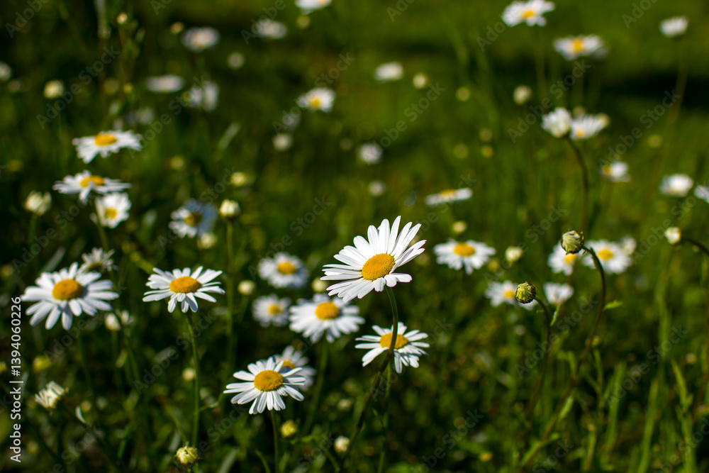 Fototapeta premium Ox-eye Daisy (Leucanthemum vulgare) in a garden - secret garden