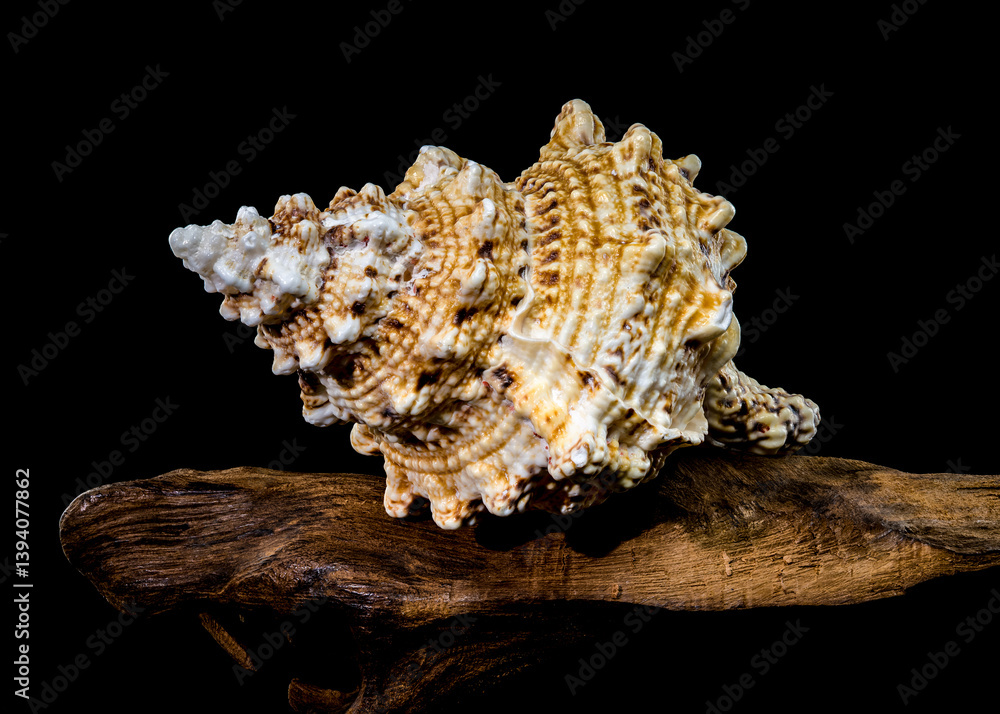 Giant Frog Snail Shell on Driftwood: Textured Detail on Black