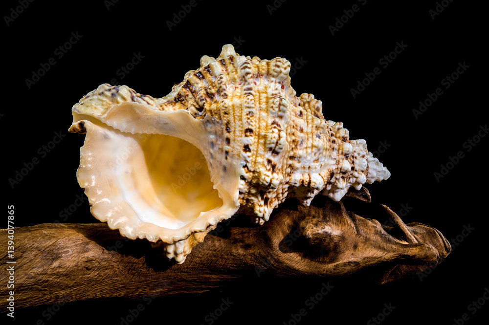 Giant Frog Snail Shell on Driftwood: Textured Detail on Black