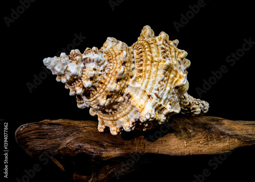 Obraz na płótnie Giant Frog Snail Shell on Driftwood: Textured Detail on Black w salonie