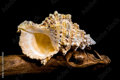 Obraz na płótnie Giant Frog Snail Shell on Driftwood: Textured Detail on Black w salonie