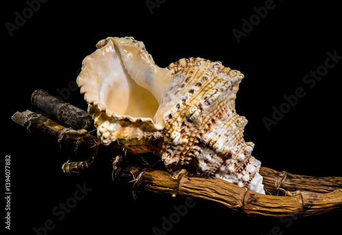 Obraz na płótnie Giant Frog Snail on Branch: Textured Shell on Black Backdrop w salonie