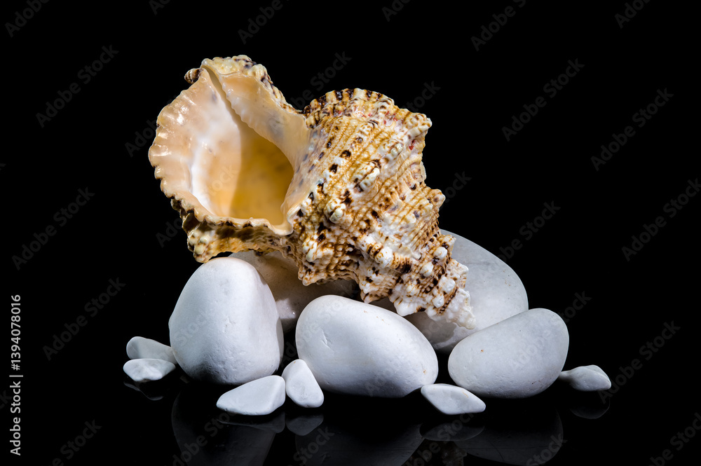 Giant Frog Snail Shell on White Stones: Black Reflection