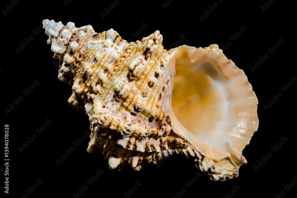 Giant Frog Snail Shell Isolated: Detailed Texture on Black Background