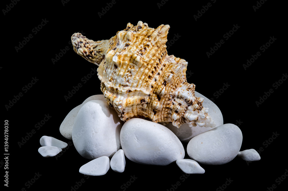Giant Frog Snail Shell on White Stones: Black Reflection