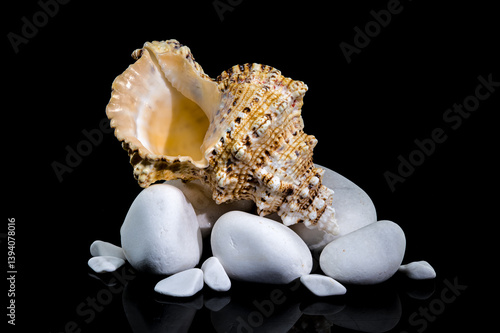 Obraz na płótnie Giant Frog Snail Shell on White Stones: Black Reflection w salonie