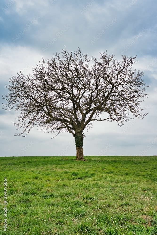 A solitary leafless tree stands in an open field beneath a gray, cloudy sky. The minimalist composition exudes tranquility, silence, and a sense of seasonal transition. A solitary leafless tree stands in an open field beneath a gray, cloudy sky. The minimalist composition exudes tranquility, silence, and a sense of seasonal transition.