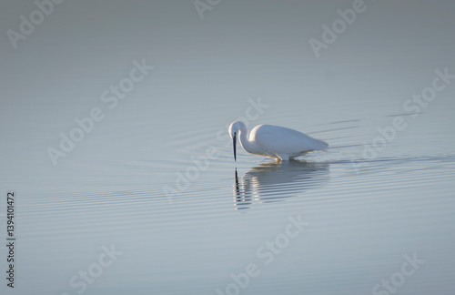 Grande aigrette, salins d'Hyères, Var, France