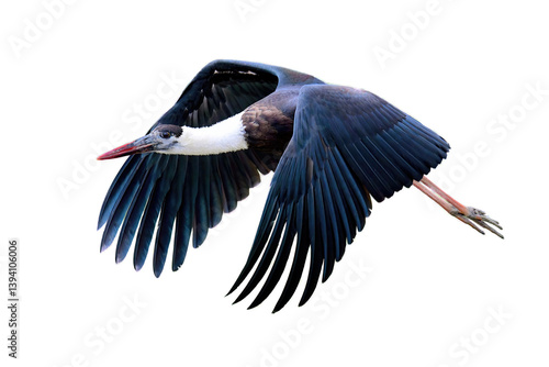 Flying Woolly-Necked Stork Isolated on Transparent Background