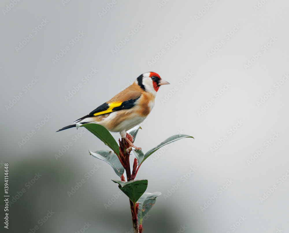 Fototapeta premium Chardonneret élégant, Var, France