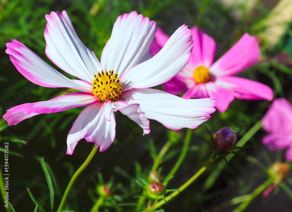 pink and white cosmos flowers in the garden pink and white cosmos flowers in the garden