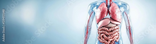 Detailed illustration of the human anatomy showcasing internal organs and systems.