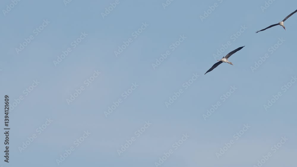During sunset hour painted storks flying in the sky, keoladeo bird sanctuary, India. During sunset hour painted storks flying in the sky, keoladeo bird sanctuary, India.