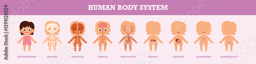 Illustration of human body systems for kids. Cute and educational anatomy infographic