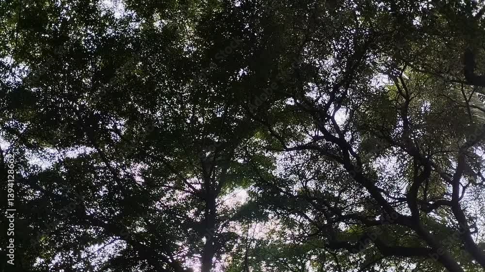 view from under the lush trees with leaves in the morning. natural background view from under the lush trees with leaves in the morning. natural background