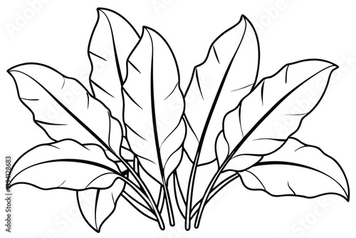 Plantain Leaf Line Art Drawing for Natural Artwork Display 