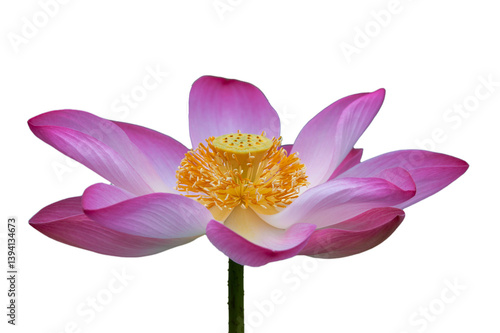 Pink Lotus Flower Isolated on Transparent Background