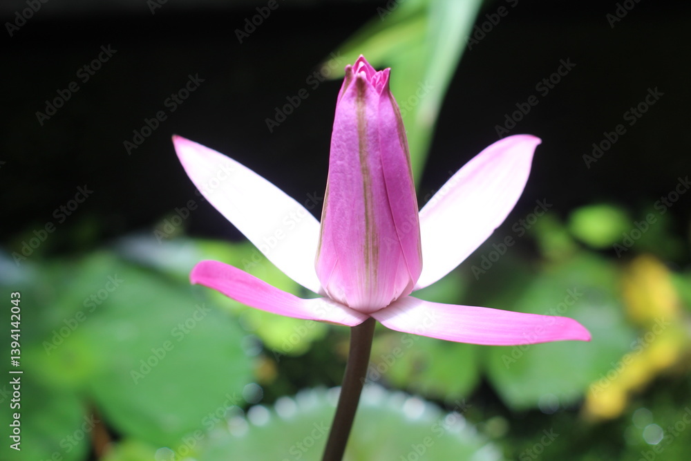 Fototapeta premium lotus flowers blooming in the water