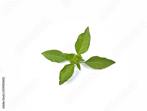 Basil leaves (Ocimum americanum) isolated on white background, food ingredient 