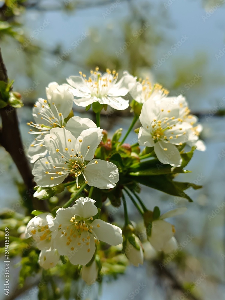 Obraz premium Close-up of beautiful white cherry blossoms blooming in the spring sunshine.