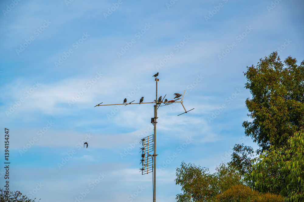 Low angle view of birds perching on antenna tower, Victoria, Australia Low angle view of birds perching on antenna tower, Victoria, Australia