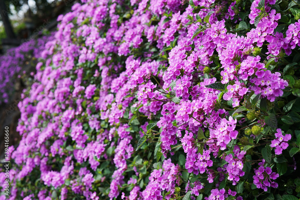 Background of wall of Purple Flower, selective focus Background of wall of Purple Flower, selective focus