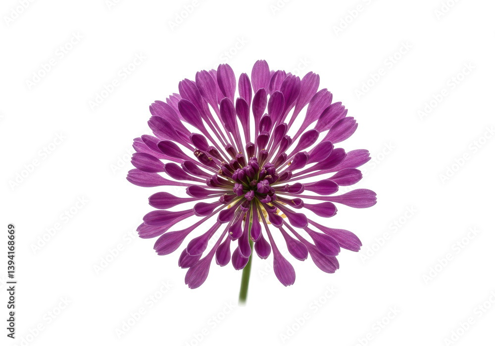 Obraz premium Vibrant purple flower with intricate petal structure against a clean background